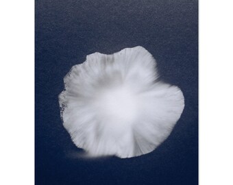 Mushroom Sporeprint- Matte Paper Poster with Pine Wood Hanger (200 gsm)