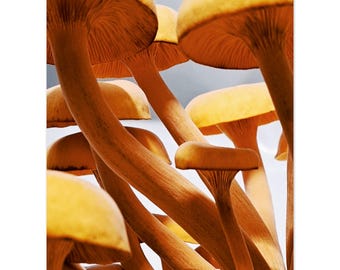 Mushroom Photography Poster: Fungal Art, Spore Prints (Matte Paper)