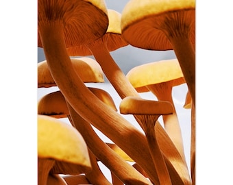 Mushroom Photography Print: Vibrant Fungi Art on Aluminum Panel