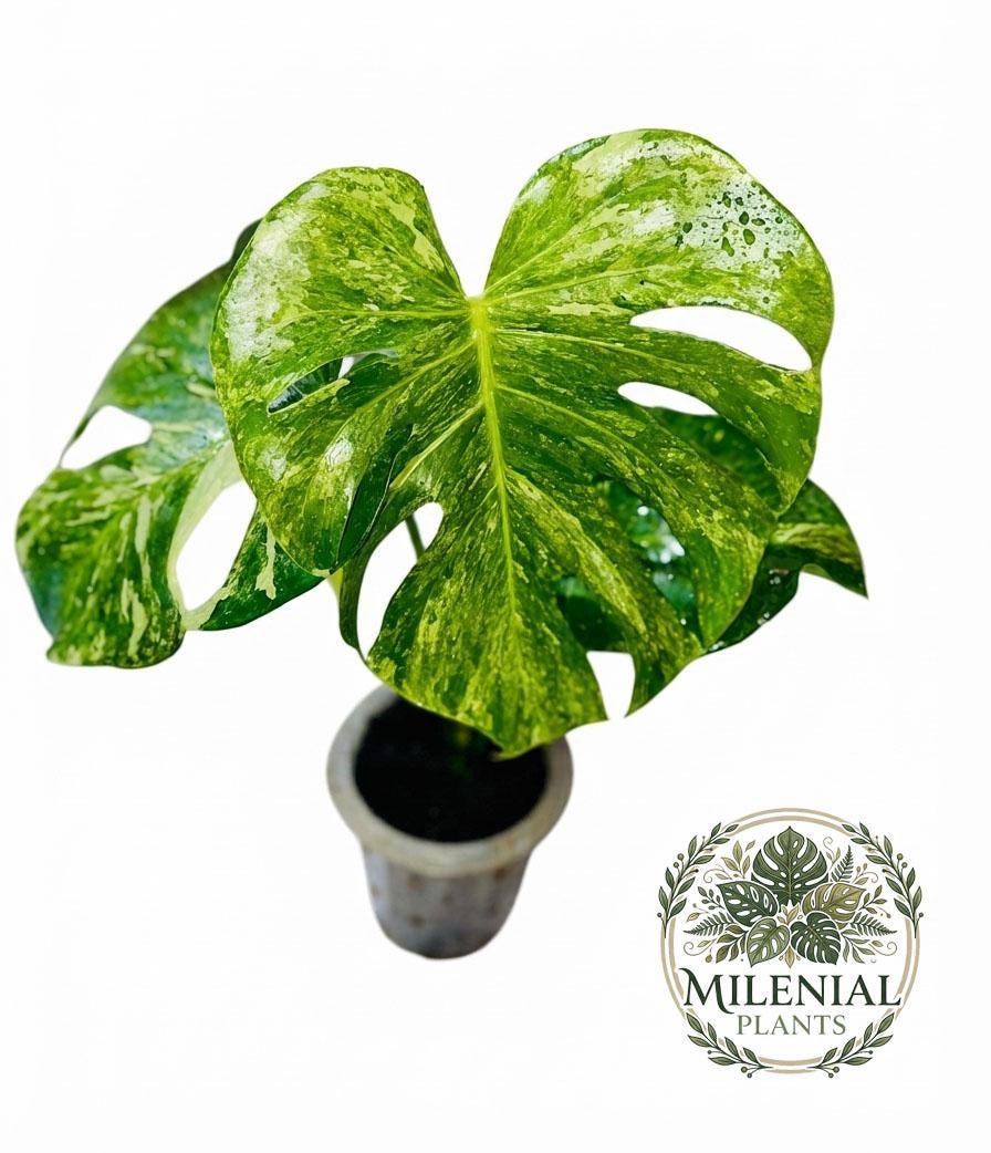 Monstera Oceana - Etsy
