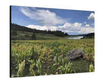 Mountain Meadow Landscape Matte Canvas | Colorado Grand Mesa