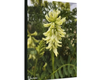 Yellow Flower Canvas Wall Art | Nature | Flora | Desert Bloom | Canadian Milkvetch