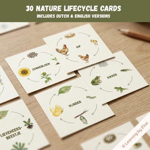 Op de afbeelding: Een set van 30 vierkante natuur-levenscycluskaarten met aquarelillustraties van een kip, zonnebloem, kikker, vlinder en lieveheersbeestje. Elke kaart toont een cirkelvormig diagram met pijlen die de ontwikkelingsstadia en labels in het Nederlands en Engels weergeven.