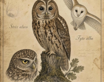 Tawny Barn Owl Art Print | Vintage Ornithology Plate | Dark Academia Cottagecore Decor