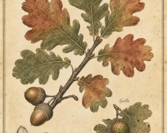 Vintage Oak Leaf Print | Botanical Autumn Illustration, Woodland Wall Art (Archival Matte Poster)