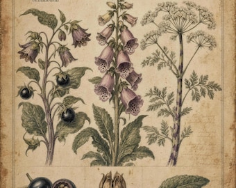 Poisonous Plants Art Print | Belladonna Foxglove Hemlock Botanical | Gothic Apothecary Wall Art | Dark Cottagecore Decor