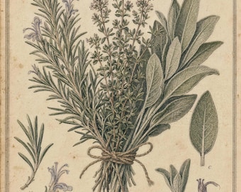 Vintage Herb Garden Print | Botanical Kitchen Illustration, Culinary Decor (Archival Poster)
