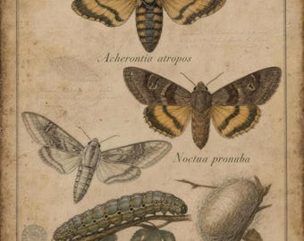 Death's Head Hawkmoth Art Print | Vintage Entomology Specimen Plate, Gothic Decor