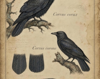 Raven Crow Comparative Ornithology Print | Vintage Gothic Academia Wall Art