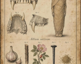 Gothic Vampire Study Print | Folklore Remedies, Teeth, Garlic, Rose (Dark Academia)