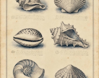 Vintage Conchology Shell Print | Coastal Nautical Illustration, Beach Decor Poster