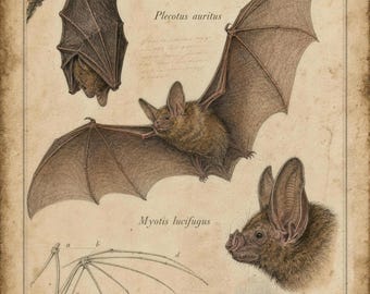Vintage Bat Art Print | Zoological Natural History Plate, Gothic Wall Art