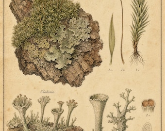Vintage Botanical Moss and Lichen Print | Forestcore Woodland Wall Art Poster