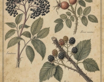Vintage Botanical Berry Print | Cottagecore Hedgerow Illustration, Foraging Decor (Archival Poster)