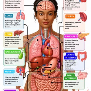 Op de afbeelding: Een educatieve poster getiteld BODY ORGANS & THEIR FUNCTIONS met een centrale menselijke figuur met gelabelde interne organen. Het diagram bevat illustraties en beschrijvingen voor de hersenen, het hart, de longen, de milt, de lever, de alvleesklier, de galblaas, de dikke darm, de dunne darm, de nieren, de maag en de blaas.