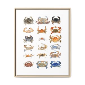 May include: A framed wall art print featuring a grid of eighteen watercolor illustrations of various crab species. The crabs are depicted in diverse colors including shades of blue, orange, brown, and grey, arranged in six rows and three columns.