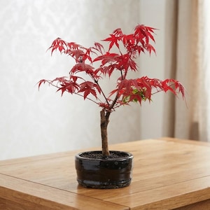 May include: A Japanese maple bonsai tree with vibrant red, palmate leaves and a slender, textured brown trunk. The tree is planted in a round, glossy black ceramic pot filled with dark soil, showcasing a delicate and branching structure.
