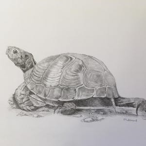 Box Turtle