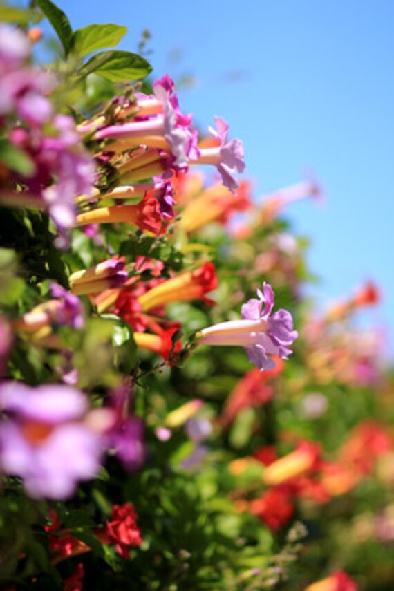 Quietly Singing Flower Photo Print Size 8x10 5x7 or 4x6 Etsy