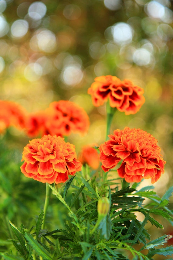 Marigolds Flower Garden Photo Print Size 8x10 5x7 or 4x6 | Etsy