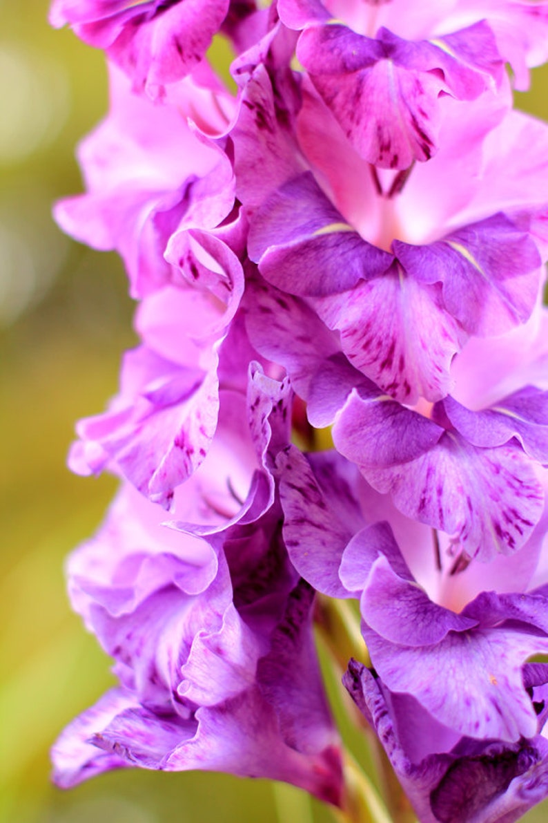 Purple Gladiolus June Blooms Photo Print Size 8x10 5x7 Etsy