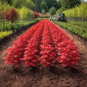 10 Live Plum Tree Starters, Grafted Fruit Saplings, Fast Growing Orchard Trees