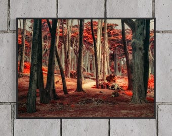 San Francisco Wall Art, Lands End Cypress Forest Print, Red Infrared Woodland Photography, Moody Dark Academia Decor, Float Framed