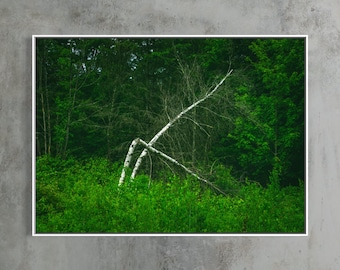 Bent But Not Broken, Vermont Birch Tree Print, Moody Green Forest Photography, Therapist Office Decor, Float Framed or Unframed