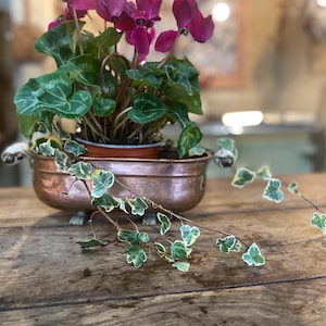 Può includere: Una fioriera rettangolare in rame con due manici in metallo decorati e piccoli piedini, contenente un ciclamino in vaso con vivaci fiori color magenta e foglie verdi, accompagnato da un ramo di edera variegata con fogliame bianco e verde.
