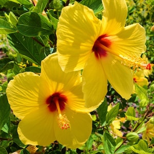 Hawaiian Flowers-8 X 10 Glossy Print-Hibiscus Flowers-Hawaii-10 Photos to Choose from-Art-Tropical Flowers-Bird of Paradise-Print
