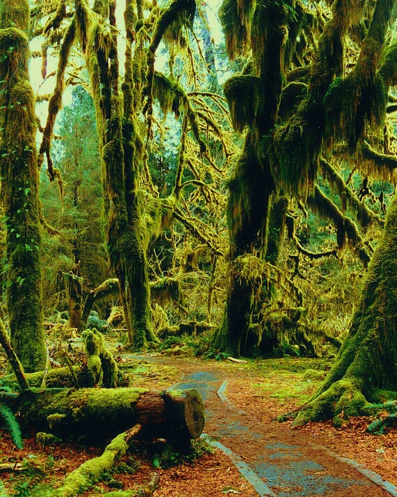 pacific northwest rainforest 8