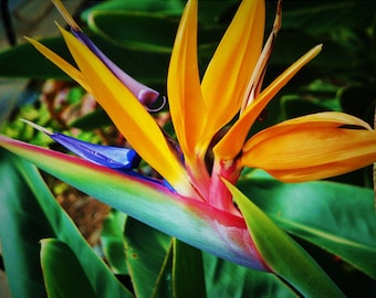 Tropical Flowers- 8 X 10 or 11 x 14 Print-Bird of Paradise-10 Hawaii Photos to Choose From-Hibiscus-Flowers-Wall Art -Unique Flowers