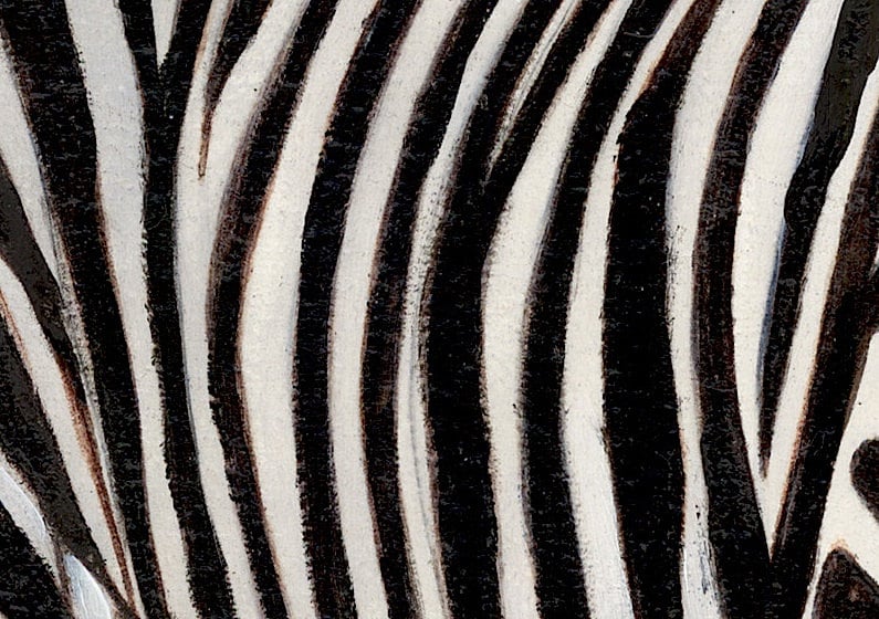 Zebra print Animal Print Giclee print 11 inch by 14 inch | Etsy
