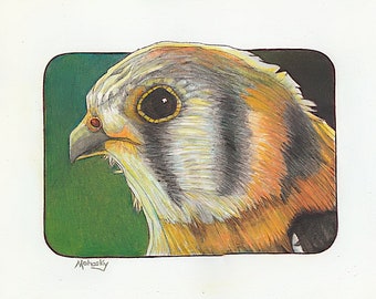 Kestrel - Falcon - Bird of prey -  Print- 11 by 14 - Robert Mahosky