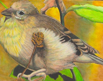 Sweet bird, bird, animal, wildlife, 11 by 14, Robert Mahosky, Print
