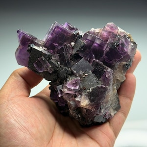 Op de afbeelding: Een ruw mineraal exemplaar met clusters van doorschijnende, dieppaarse kubusvormige fluorietkristallen op een donkere, getextureerde matrix. De geometrische kristalformaties vertonen scherpe randen en variërende tinten violet en grijs.