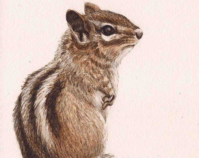 Chipmunk - Print of Original Art 5