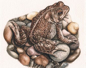 Sapo - Impresión de Arte Original 5"x 7" acuarela y tinta Giclee archival