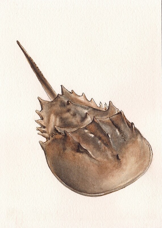 Horseshoe Crab Print of Original Art 5 X 7 Etsy