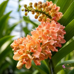 Pode incluir: Um cacho de flores de orquídea cor de pêssego com um caule central apresentando numerosos botões fechados no topo. As pétalas exibem um tom laranja quente e suave com centros rosados, dispostas em uma espiga floral densa e pendente.
