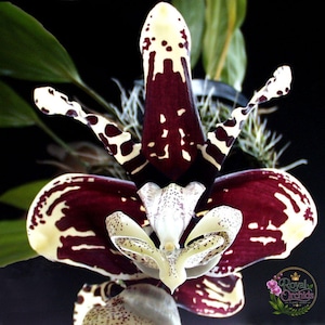 Puede incluir: Una flor de orquídea Phalaenopsis con pétalos de color granate oscuro y crema con patrones de manchas distintivos. La columna central es blanca con finas motas oscuras. Un logotipo circular con el texto Royal Orchids Plant Shop es visible.