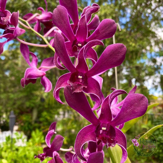 Dendrobium Ceasar Red Rare Live Potted Orchid Plant Gift Your Lover