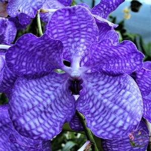 Puede incluir: Una vibrante flor de orquídea Vanda de color púrpura con un distintivo patrón de cuadrícula blanco en sus cinco pétalos anchos y redondeados. El centro de la flor muestra una garganta de color violeta oscuro, con otras flores de orquídea visibles al fondo.