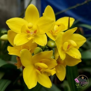 Peut inclure: Un groupe de fleurs d'orchidées jaune vif avec des pétales arrondis et une petite marque orange au centre. Plusieurs boutons verts non éclos sont nichés parmi les fleurs. Un logo circulaire avec le texte Royal Orchids est présent.