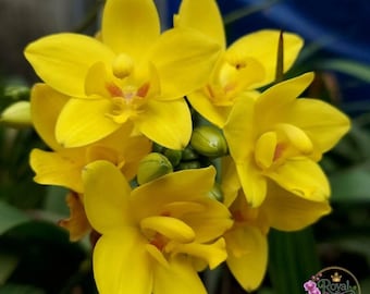 Spathoglottis, grande orchidée terrestre à fleurs jaunes, plante rare en pot, cadeau idéal pour les amoureux des plantes.