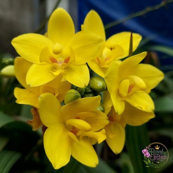 Spathoglottis Big Yellow Flower Ground Orchid Rare Live Potted Plant Gift Your Plants Lover