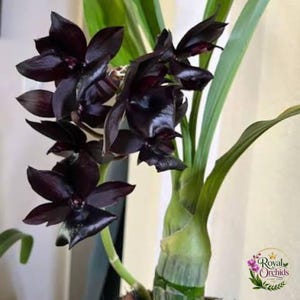 Könnte beinhalten: Eine Fredclarkeara-Orchidee mit mehreren tiefschwarzen, glänzenden Blüten mit wachsartiger Textur. Die Pflanze hat lange, leuchtend grüne Blätter und einen dicken, knolligen grünen Stängel. Ein kleines Logo zeigt den Schriftzug Royal Orchids.