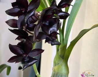 Monnierara Millennium Magic 'Witchcraft' FCC/AOS Rare Black Orchid Live Plant Gift Your Lover