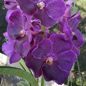 Op de afbeelding: Een tros levendige paarse Vanda-orchideeën met brede, afgeronde bloemblaadjes met een subtiel donkerder gespikkeld patroon. Elke bloem heeft een centrale kolom met een klein, lichtgeel en wit hartje, bevestigd aan een groene stengel.