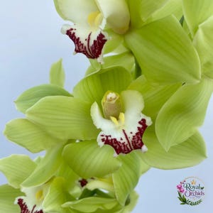 Cymbidium Green Zenith ”Machteld” Sällsynt levande krukväxt Orkidé – present till din växtälskare